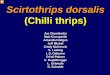 Scirtothrips dorsalis (Chilli thrips) - UF / IFAS Mid ...mrec.ifas.ufl.edu/LSO/DOCUMENTS/thrips update-final.pdf 