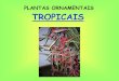 PLANTAS ORNAMENTAIS TROPICAIS - esalq.usp.br · plantas ornamentais tropicais. floricultura tropical * apresentam diferentes formas e coloraÇÃo ... - as plantas sÃo herbÁceas,