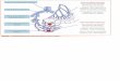 FIGURA 1. Vascularización del canal anal: plexos ...2011.elmedicointeractivo.com/formacion_acre2006/pdf/1008.pdf · deja de diagnosticar un porcentaje importante de lesiones graves
