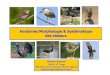 Anatomie/Morphologie & Systématique des oiseaux AnatSyst.pdf · Morphologie / Anatomie Générale : 2. Réponses aux contraintes liées au vol 2.1 Augmenter l'efficacité du système