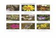 listas espécies com fotos PNN · Gerânio-flor-de-malva Geranium malviflorum Cravos Dianthus crassipes Lírio Iris xiphium ... Rato-do-campo Apodemus sylvaticus Rata-de-água Arvicola