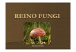 REINO FUNGI - colegioacademia.com.brcolegioacademia.com.br/admin/professores/arquivos_upl/45_fungos.pdf · I. Características gerais: Ex.: cogumelos, mofos, bolores, leveduras 