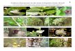 Psidium (Myrtaceae) in the state of Espírito Santo, Brazil · írito Santo Photos by the authors, except when indicated. Amélia Carlos Tuler [ameliatuler@gmail.com]. ... Microsoft