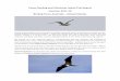 Cocos-Keeling and Christmas Island Trip Report Summer 2017 ... Report 2017-18 VER 6.pdf · Cocos-Keeling and Christmas Island Trip Report Summer 2017-18 Birding Tours Australia –