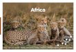 Africa - wildlifesafari.com.au · Wildlife Safari is a classic African safari company, established by Tom Fernandes over forty five years ago in Nairobi, Kenya. We remain a family