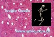  · •Aloja e protege a medula óssea, ... Crescimento do molde cartilaginoso ... CRESCIMENTO DOS OSSOS •PARATORMÔNIO(PTH):