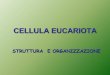 CELLULA EUCARIOTA - … · Organismi unicellulari amebe ciliati eliozoi flagellati N.B. Si definiscono protisti pluricellulari quelli organismi vegetali che non presentano l’organizzazione
