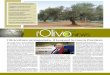 l'Olivo News n.4 Dicembre 2013 - pieralisi.com · n Romagna, il recupero delle cultivar storiche P4 ... n Abbattimento piante di olivo. ... Friuli Venezia Giulia 42 50