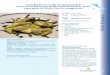 Emilia Romagna - Casatella · Friuli Venezia Giulia INGREDIENTI per 4 persone ... su tutti: l’olivo. ... La cultivar che rappresenta tutta l’Um-