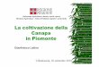 La coltivazione della Canapa in Piemonte Latino - univco.it · CANNABIS SATIVA L.) 2 0,64 Totale 73 136,93 2016 0,015 % della SAU. La coltivazione della Canapa nelle Province 