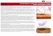 Clostridium difficile infection (CDI) - snp.com.au · Image 5: SNP current testing algorithm for Clostridium difficile infection Page: 2