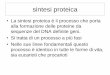 sintesi proteica - SCIENZE DELLA FORMAZIONE PRIMARIAsfp.unical.it/modulistica/Sintesi_proteica.pdf · sequenze del DNA definite geni. ... (la proteina) Ogni tripletta di basi sull’RNA