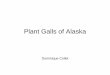 Plant Galls of Alaska - akentsoc.org · New plant tissue stimulated • Rose spiny galls • Some stem galls