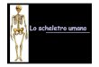 Lo scheletro umano - profsalvadeoprofsalvadeo.altervista.org/alterpages/files/2_Anatomia-scheletro.pdf · Scheletro assile 24 vertebre 24 costole 1 sterno 2 scapole 2 clavicole Arti