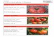 LLAVORS de la TERRA - .TOMATA TRUMFERA Solanum lycopersicum Proced¨ncia: Balaguer. Tomata rosada,