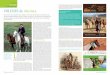 TEXTE I VOLEURS de chevaux - thelongridersguild.comthelongridersguild.com/stories/images/edition52-theft.pdf · compagnon. Lorsque George Roerich apprit que les voleurs en Kirghizistan