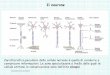 Caratteristica peculiare delle cellule nervose è quella di ... 2008-2009/Sinapsi 2.pdf · • I neurotrasmettitori liberati per esocitosi dalla cellula presinaptica si legano ai