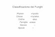 Classificazione dei Funghi - lnx. TOLOMELLI/Classificazione dei... · PDF fileRiproduzione dei Funghi In quasi tutti i funghi è nota la riproduzione sessuale che avviene principalmente