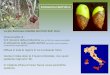 Antracnosi dell’olivo - unirc.it · La suscettibilità alla malattia varia con le cultivar e con le condizioni ambientali Cultivar calabresi Ottobratica Sinopolese Itrana Cassese