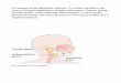Le malattie delle ghiandole salivari. La terapia medica e ...fabriziosalvinelli.it/wp-content/uploads/2013/09/GHIANDOLE-SALIVA... · monitorizzazione del nervo facciale nei tumori