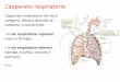 L’apparato respiratorio - lcgalilei.gov.it · Lo scambio di gas avviene per diffusione. La respirazione esterna avviene a livello di alveoli polmonari on lo samio di ossigeno e