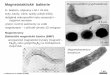 Magnetotaktické bakterie Magnetospirillumgryphiwaldenseold.botany.upol.cz/.../sedlarova/MB_magnetotakticke_bakterie_t.pdf · Magnetotaktické bakterie G-bakterie, objeveny v 60.l