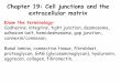 Chapter 19: Cell junctions and the extracellular matrixpost.queensu.ca/~biol330/Chapter 19.pdfChapter 19: Cell junctions and the extracellular matrix Know the terminology: Cadherins,