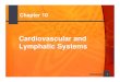 Cardiovascular and Lymphatic Systems - KDMassey.orgkdmassey.org/student/Medical Terminology/Cardiovascular.pdf · Cardiovascular System ... congestive heart failure (CHF) coronary