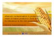 Aflatoxin contamination in production chain of maize ... · Dept. Food Science and Technology Bogor Agricultural University Southeast Asian Food and Agriculture Science & Technology