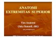 ANATOMI EXTREMITAS SUPERIOR - staff.uny.ac.idstaff.uny.ac.id/sites/default/files/pendidikan/drs-jaka-sunardi... · OS SCAPULA. 1. Acromion 2. Tuberculum supraglenoidale 3. Processus