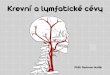 Krevní a lymfatické cévy - anatomie.lf2.cuni.cz · 8 Arteria maxillaris. 1.3 Přehled tepen hlavy a krku Z arteria subclavia ... 1 Vena iliaca communis dextra 1.1 Vena iliaca interna