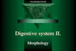 Digestive system II. - .Small intestine = Intestinum tenue ... Large intestine = Intestinum crassum