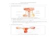 2 · Web viewFungsi Sistem Reproduksi Manusia Alat Reproduksi Pria Gbr 1. Alat reproduksi pria dan bagian-bagiannya