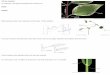 Ch 11- Leaves blade petiole Many leaves also have stipules ...uam-web2. Ch 11- Leaves blade petiole