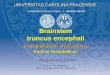 Brainstem truncus encephali - Anatomick½ stav 1. LF .truncus encephali ... Crura cerebri Midbrain
