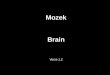 Mozek Brain - Univerzita Karlova .callosum (truncus) Falx â€“falx cerebri CFL