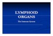 LYMPHOID ORGANS - Shahid Beheshti Universityfacultymembers.sbu.ac.ir/rajabi/ppt toPDF/LYMPHOID ORGANS... · Cells of the immune system are: ... Lymphatic and vascular endothelial
