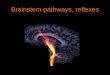 Brainstem pathways, reflexes - Iresys Medical Portaliresys.com/browsable/histology/eAgyt.pdf · 2013-03-21 · pathway!!! position sense ... Neuron 2. brainstem ... Medulla: Decussatio