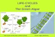 LIFE-CYCLES and The Green Algae - fac.ksu.edu.sa · Animals (Humans) Ulva- A Green Alga. Some Basic Biological Processes Life Cycle Reproduction and Biological Reproduction Sex Sexual