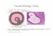 Female Histology: Ovary - .Female Histology: Uterus (functional layer) (basal layer) Note: blood