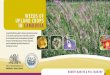 Weeds of Upland crops in cambodia - CARDI · Weeds of Upland crops in cambodia A weed identification guide for farmers and extension workers ... Borreria alata 69 mchu preuk prey