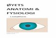ØYETS ANATOMI & FYSIOLOGI - Nyheter - Sesynsesyn.no/download/Anatomi.pdf · o Kornea er tilnærmet helt transparent (pga. avaskularitet, intracellulære forhold og regulære anatomiske