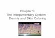 Chapter 5: The Integumentary System Dermis and Skin Coloringlwcmrstaylor.yolasite.com/resources/Integumentary System - Dermis... · The Dermis •2nd major skin region. •Strong,