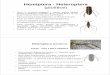 Hemiptera - Heteroptera (ploštice) - Heteroptera (ploštice) • Hlava je primárn ě prognátní s ústními orgány bodav ě savými. Primárn ějsou ploštice dravé, mnohé druhy