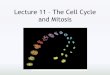 Lecture 11 – The Cell Cycle and Mitosisfacweb.northseattle.edu/lizthomas/Lecture 11.pdf · Mitosis: an overview •Mitosis is the process of cell division, and focuses mainly on
