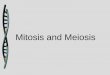 Mitosis and Meiosis - yayscience.net · Mitosis and Meiosis . How You Came To Be •You have 46 chromosomes in each of your cells’ nucleus –23 from your mother –23 from your