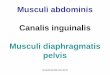 Musculi abdominis Canalis inguinalis Musculi abdominis –overview • ventral group –m. rectus abdominis –m. pyramidalis • lateral group –m. obliquus externus abdominis –m