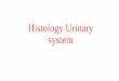 Histology Urinary system - doctor2015.jumedicine.comdoctor2015.jumedicine.com/wp-content/uploads/sites/... · (Wheater's Functional Histology, A Text and Color Atlas, 6th Ed.) Kidney