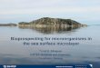 Bioprospecting for microorganisms in the sea surface ... · Materials and Chemistry 1 Bioprospecting for microorganisms in the sea surface microlayer Trond E. Ellingsen SINTEF Materials