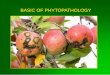 BASIC OF PHYTOPATHOLOGY - isb-up.czisb-up.cz/wp-content/uploads/Phytopathology_3.pdf · TAXONOMY OF FUNGI DIVISION: CHYTRIDIOMYCOTA • Division of zoosporic organisms, informally